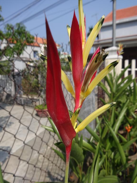 Skybird Homestay Χόι Αν Εξωτερικό φωτογραφία